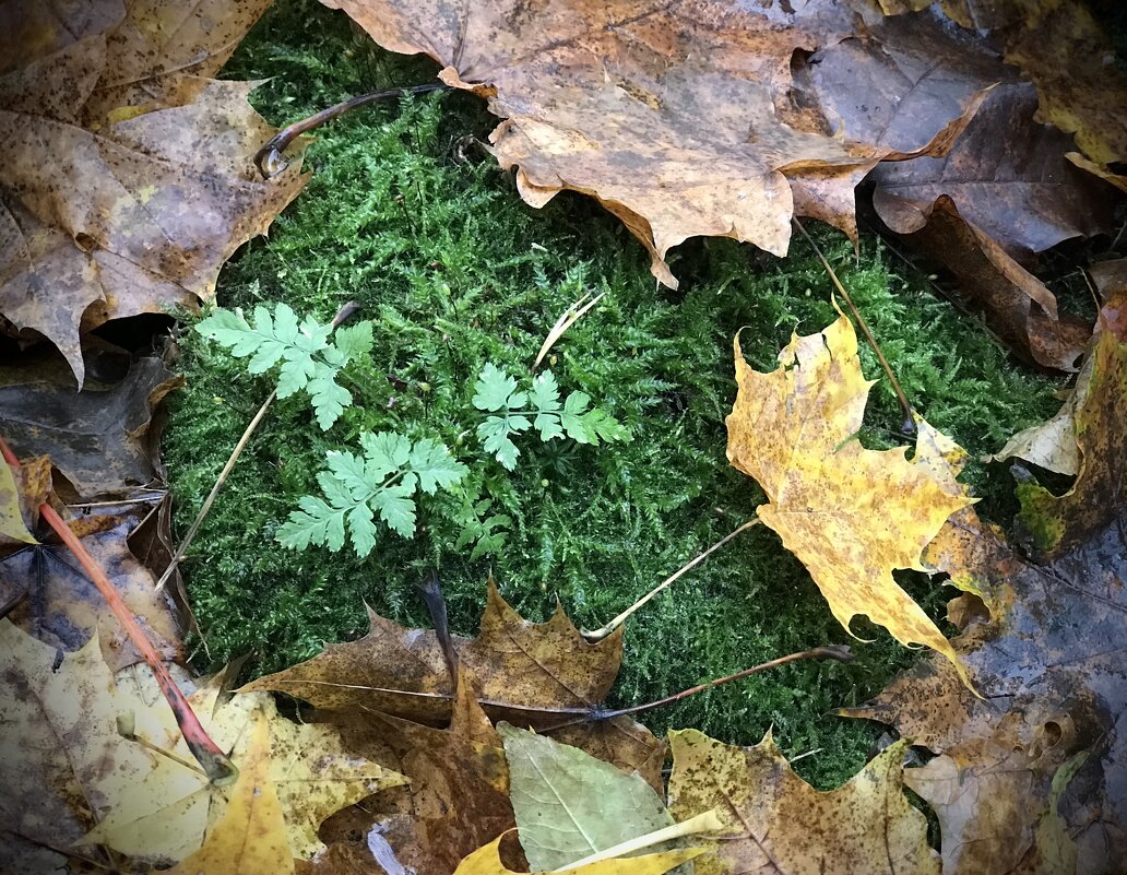 Зелёный островок. - Любовь 