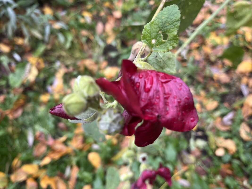 Цветы запоздалые... - Olga Oskolkova