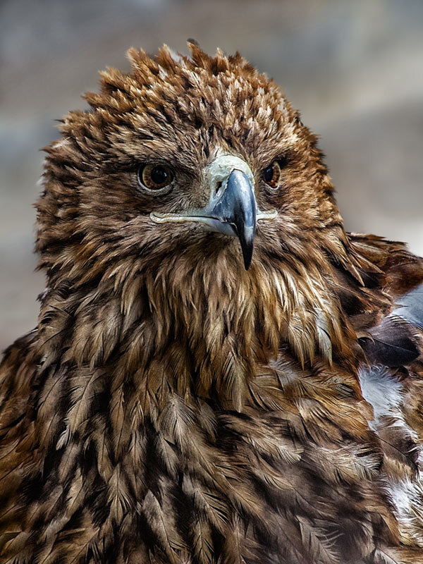 Беркут - SanSan 