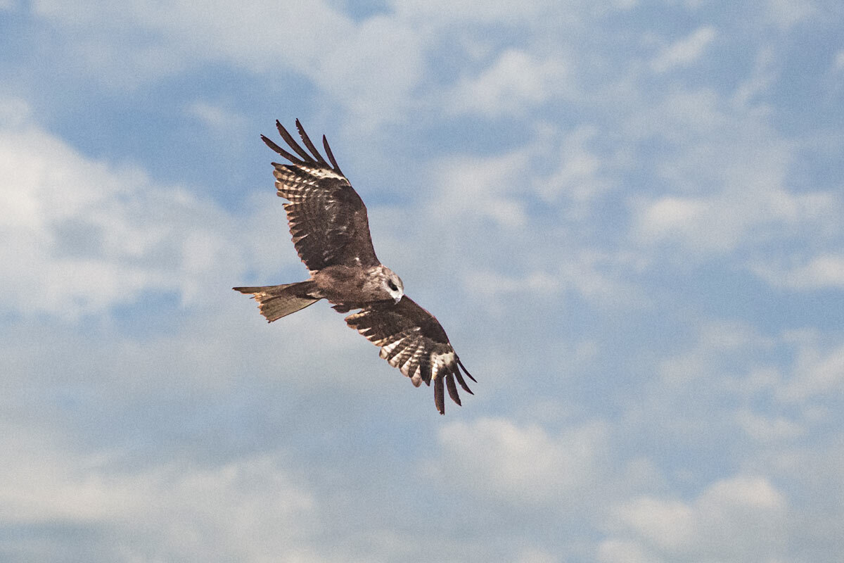 Ястреб - SanSan 