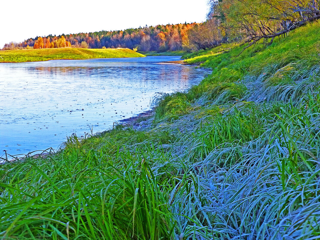 Протока Девкина...Сентябрьский иней на осоке! - Владимир 