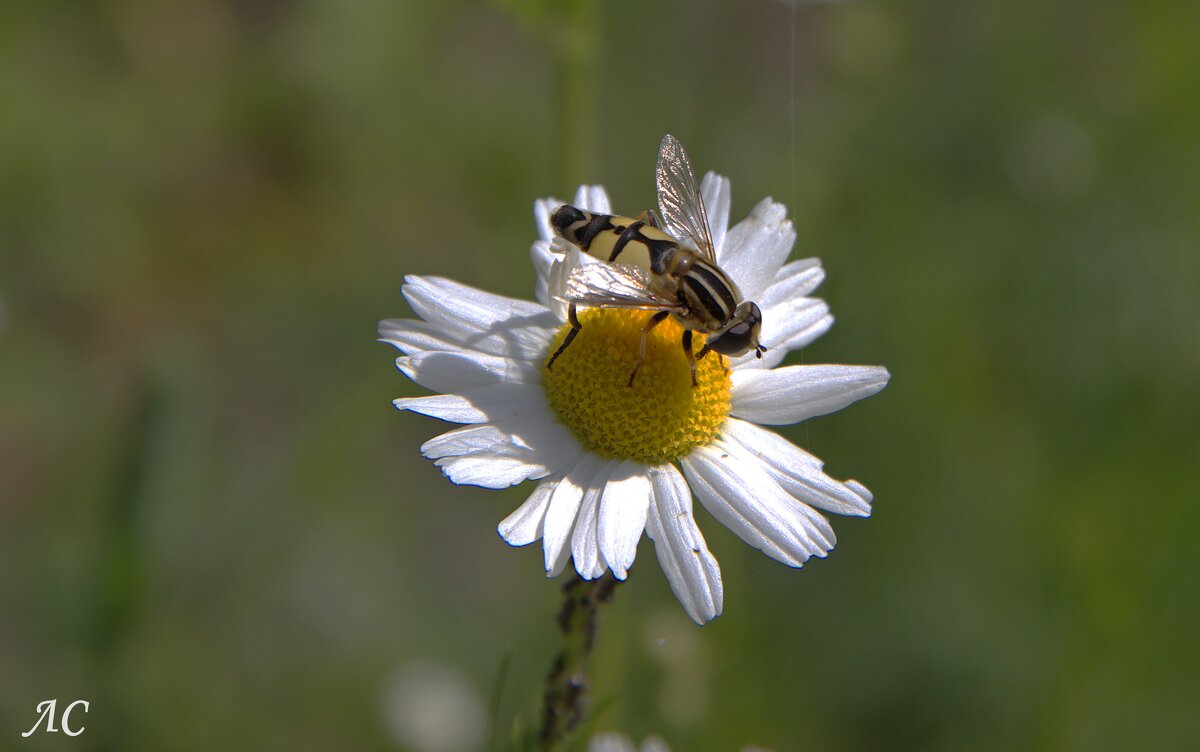 Муха журчалка в летний день - Любовь Сахарова