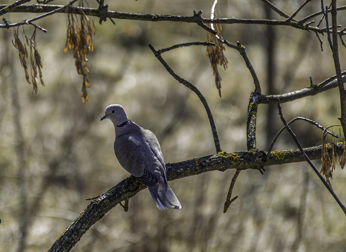 Кольчатая горлица. - Игорь Сикорский