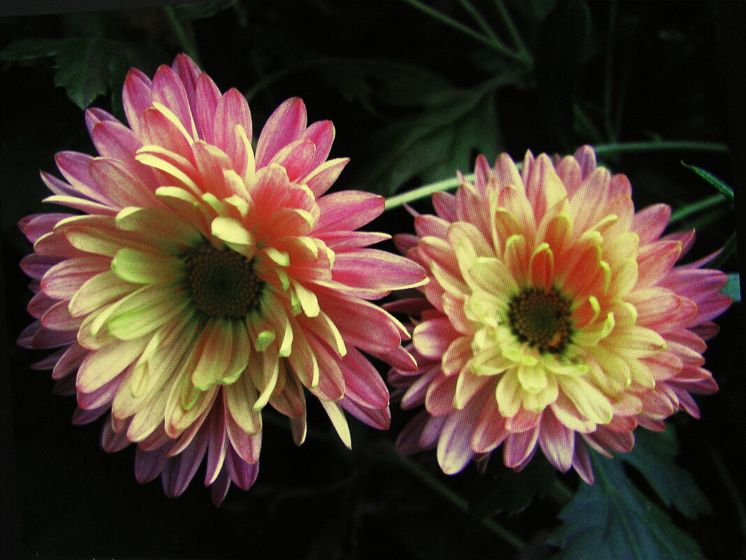 Красавицы - Людмила Смородинская