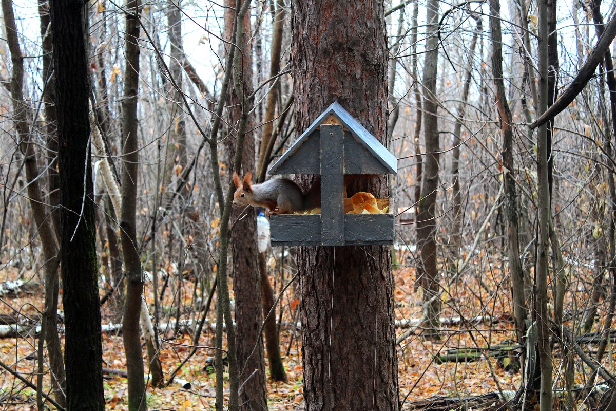 белочка - Гульфина Булатова