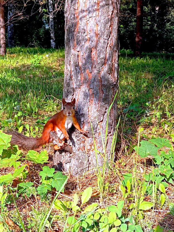 белочка - Гульфина Булатова