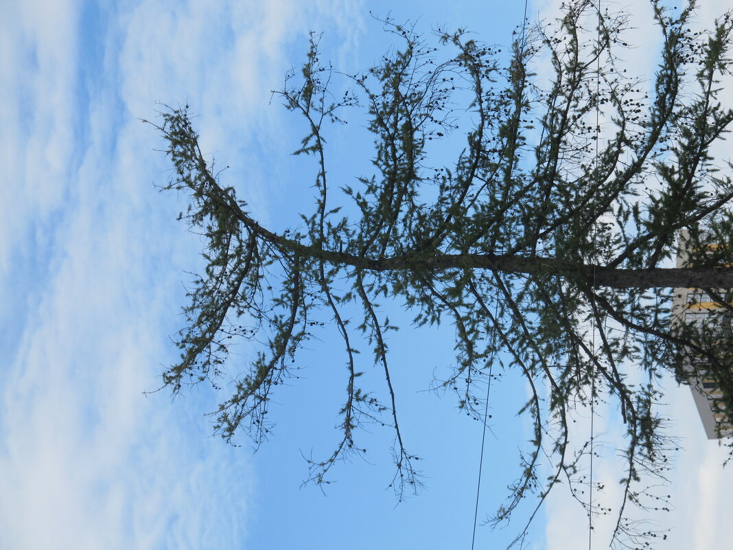 ............. - Елена Шаламова