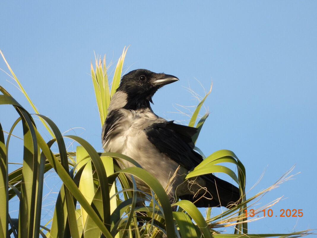 турецкая ворона - Конрад Карлович Михельсон