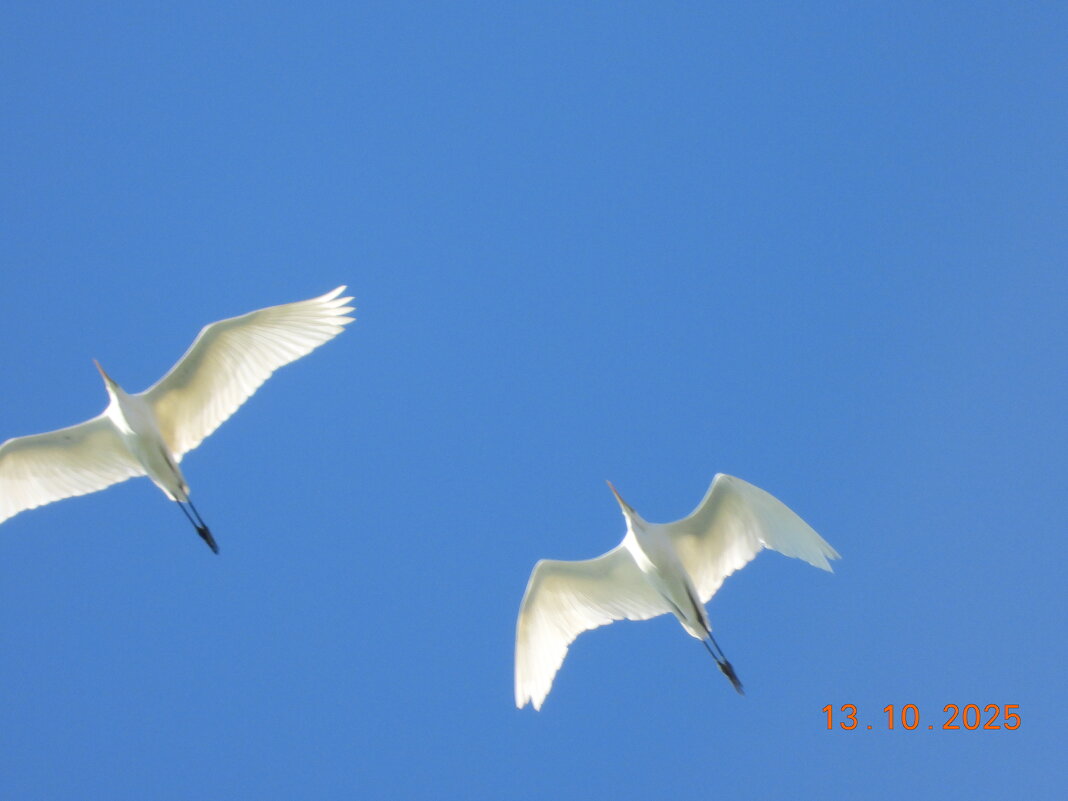 Кто это ? - Конрад Карлович Михельсон
