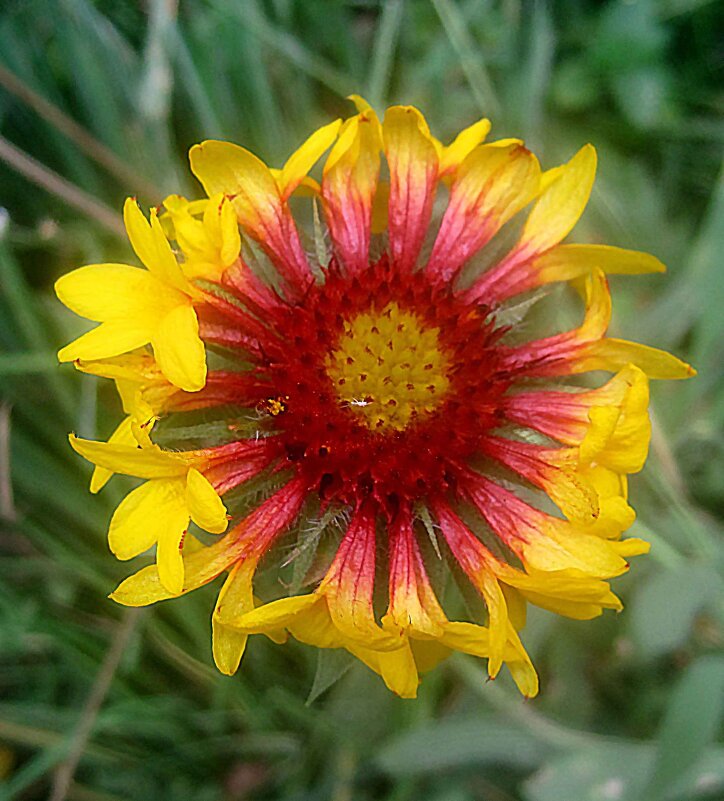 ***** - Елена Семигина