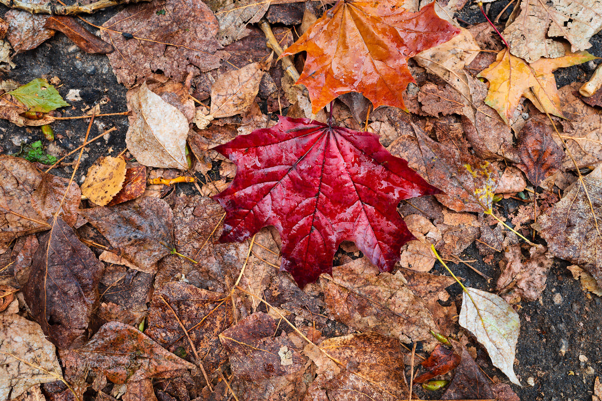 Красный кленовый лист - Александр Синдерёв