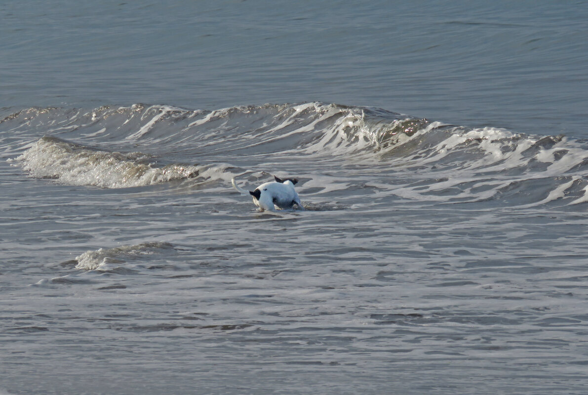 в поисках крабиков - ИРЭН@ . в поисках крабиков - ИРЭН@ .