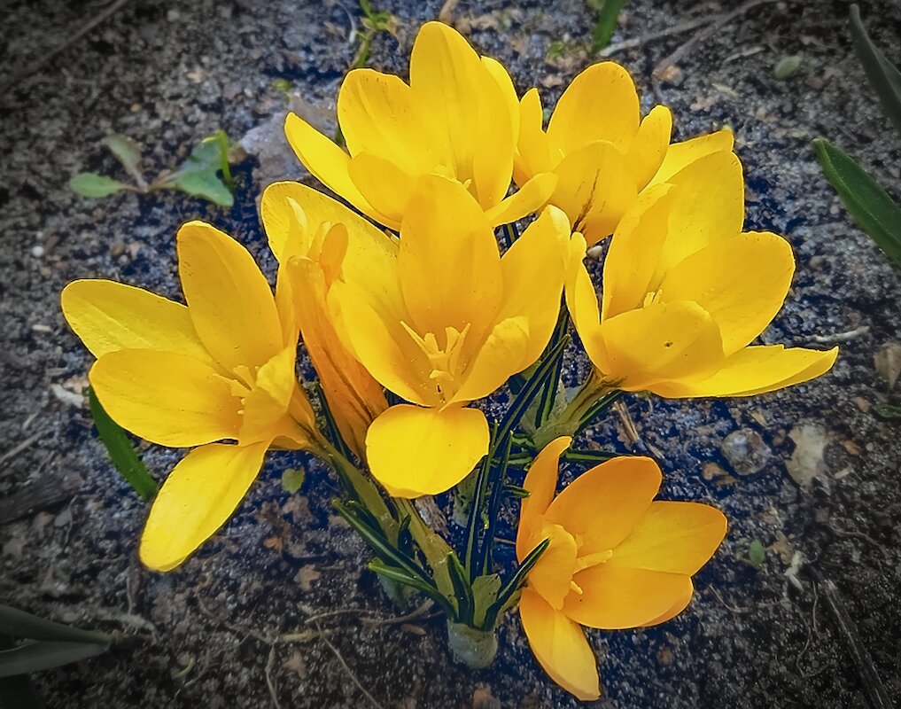 Крокусы - Andy 