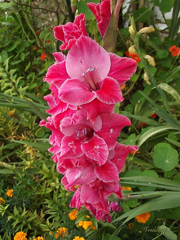 Гладиолус - Freddy 97