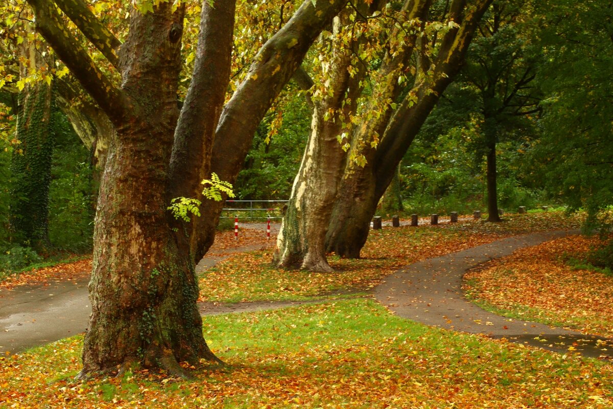 Октябрь гуляет по дорожкам - Юрий. Шмаков