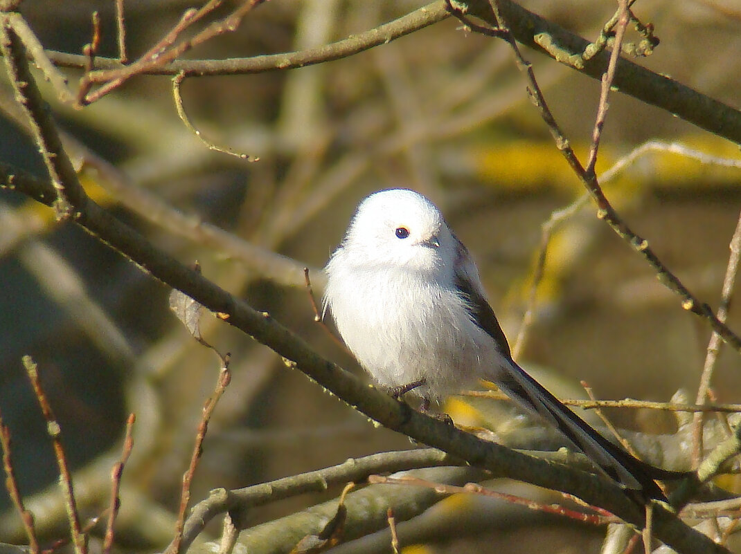 ополовник - gawrilа - dan