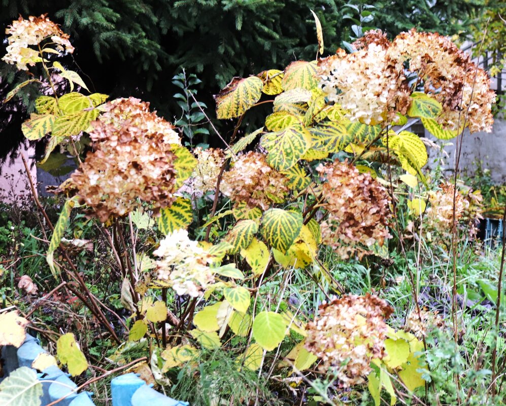 Возле подъезда. - Василий Палий Возле подъезда. - Василий Палий