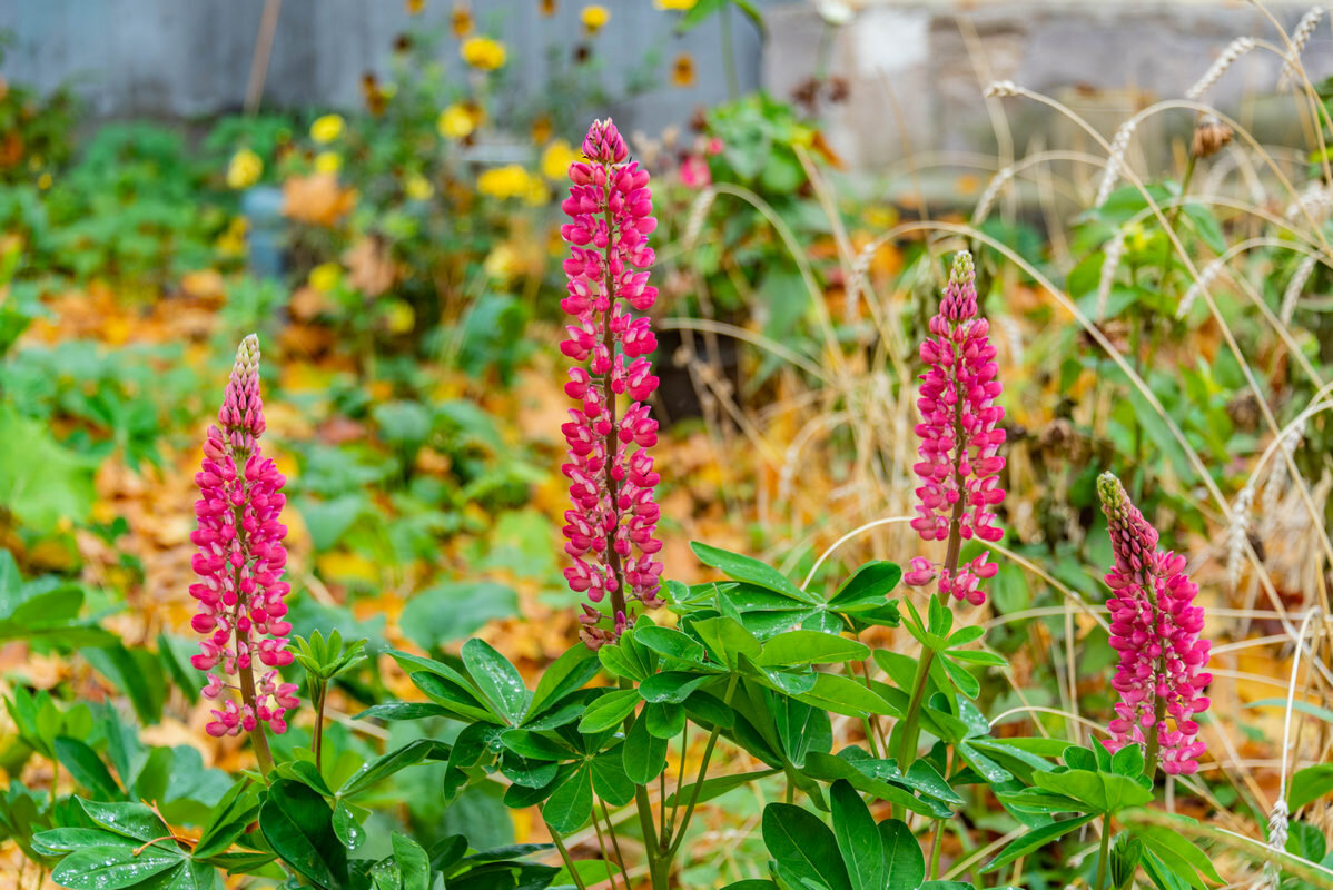 последние краски осени - Дмитрий Лупандин последние краски осени - Дмитрий Лупандин