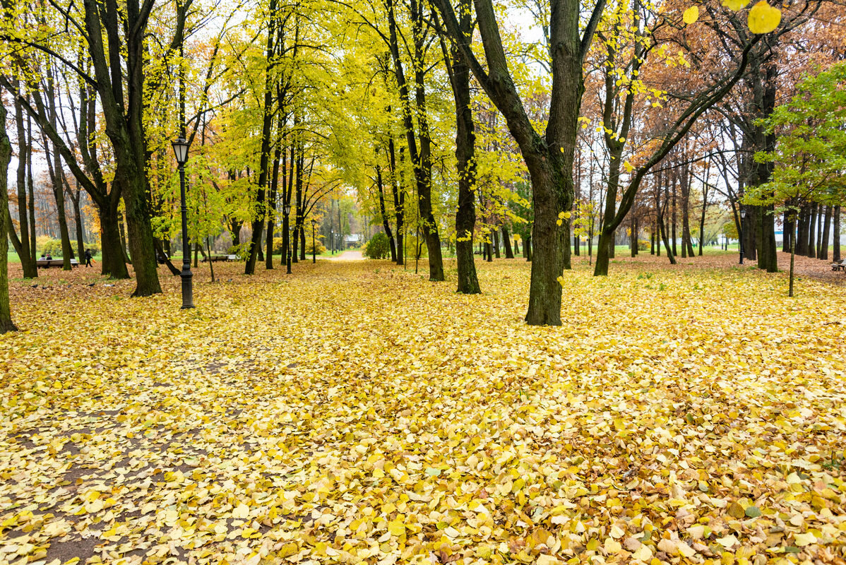 ковер из желтых листьев - Дмитрий Лупандин