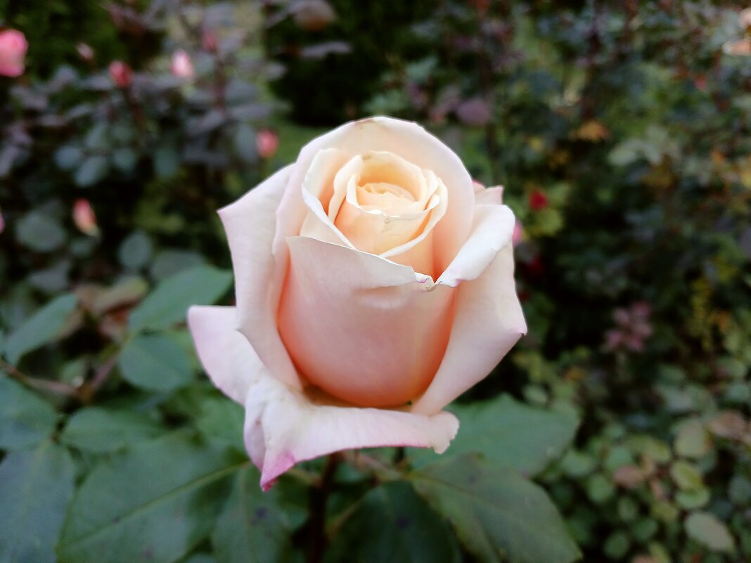 Роза октября. - Лия ☼