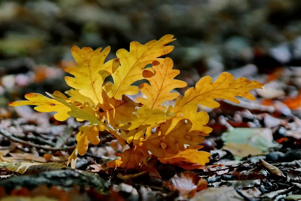 В парке... - Николай Саржанов В парке... - Николай Саржанов