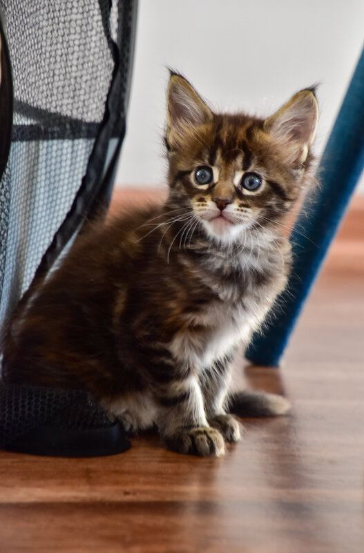 Малыш - Мейн-кун - Владимир Звягин