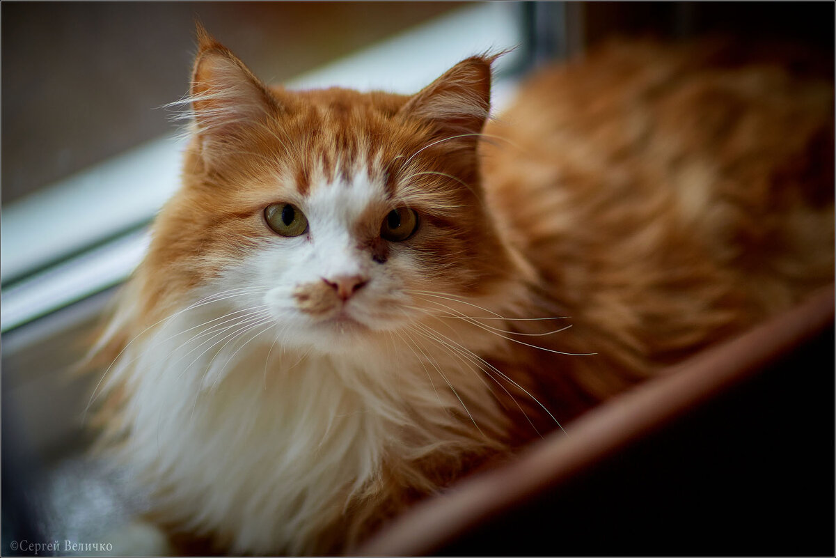 Кузя) - Сергей Величко