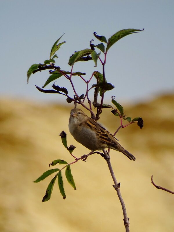 Домовый воробей - Татьяна Венцель