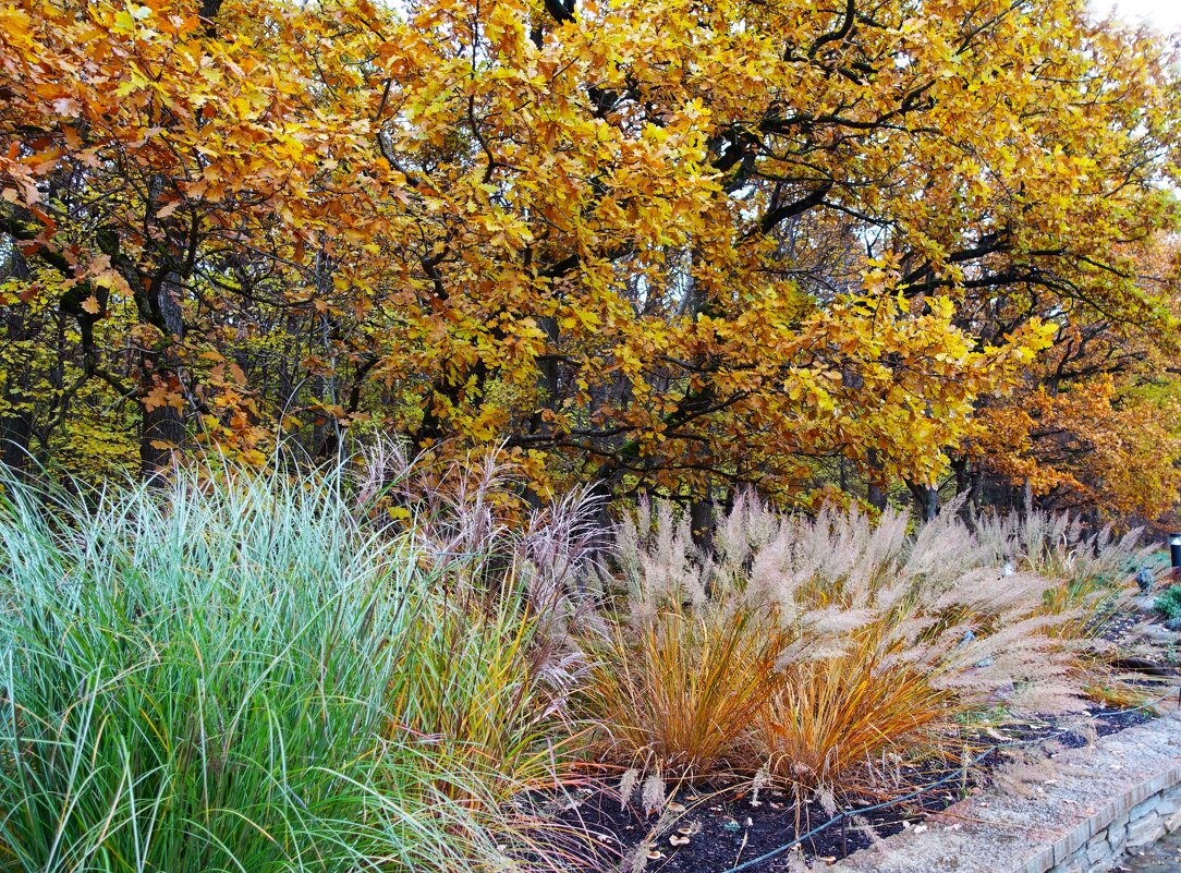 Дубы и пампасная трава - Aida10 