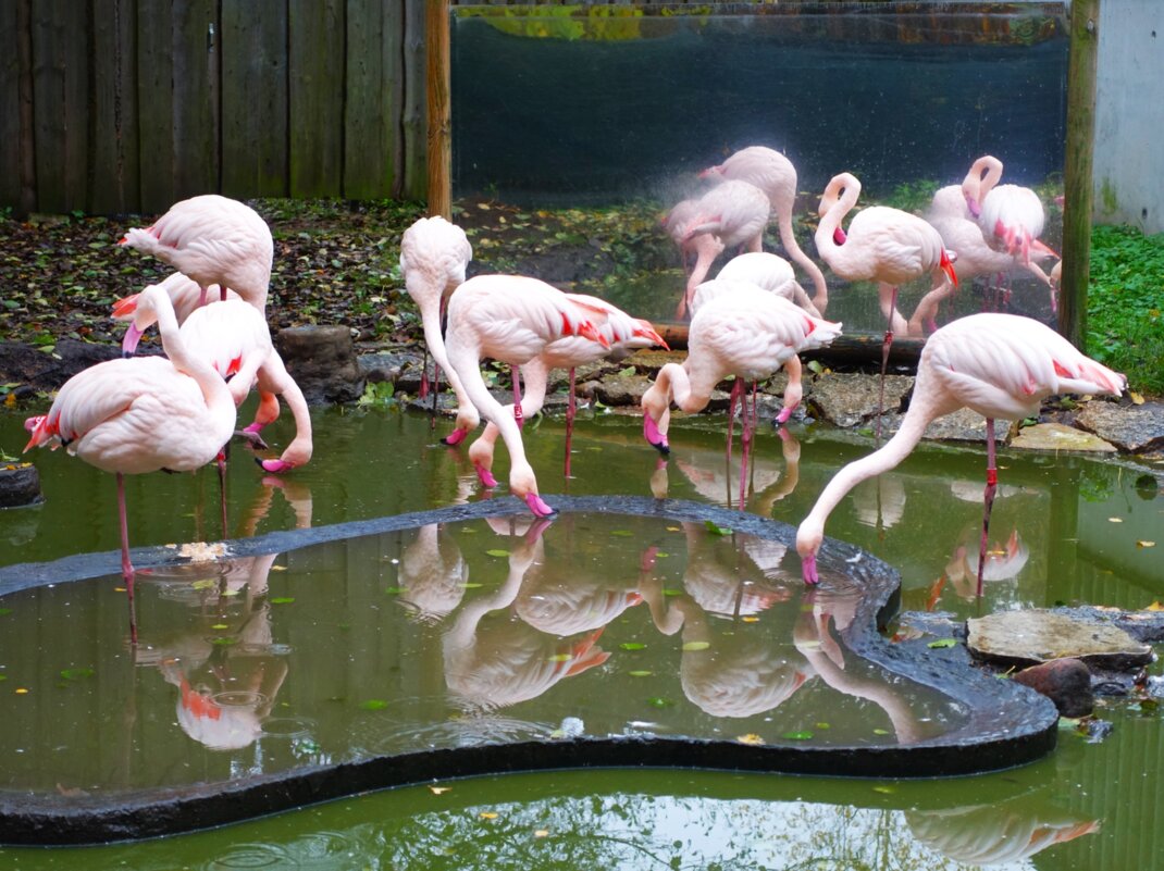 Фламинго еще выпускают на свежий воздух - Aida10 