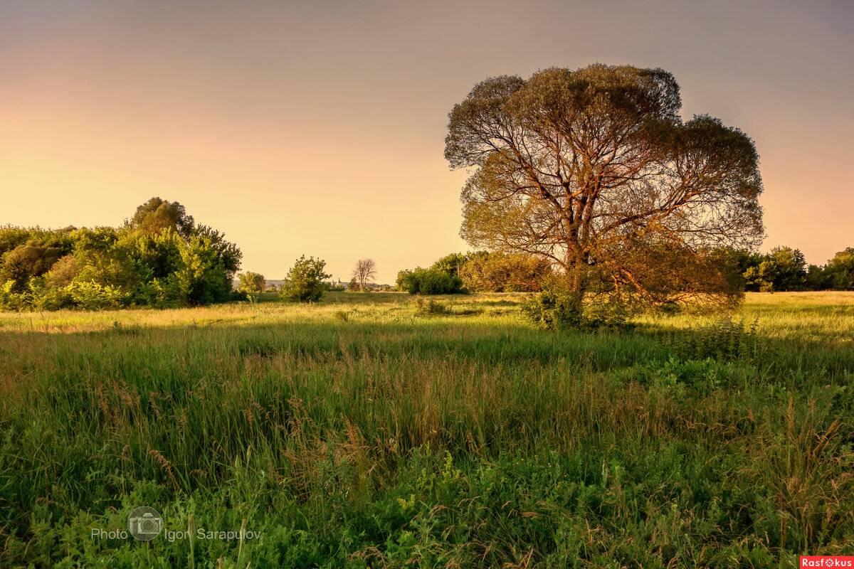 Дерево - Игорь Сарапулов Дерево - Игорь Сарапулов