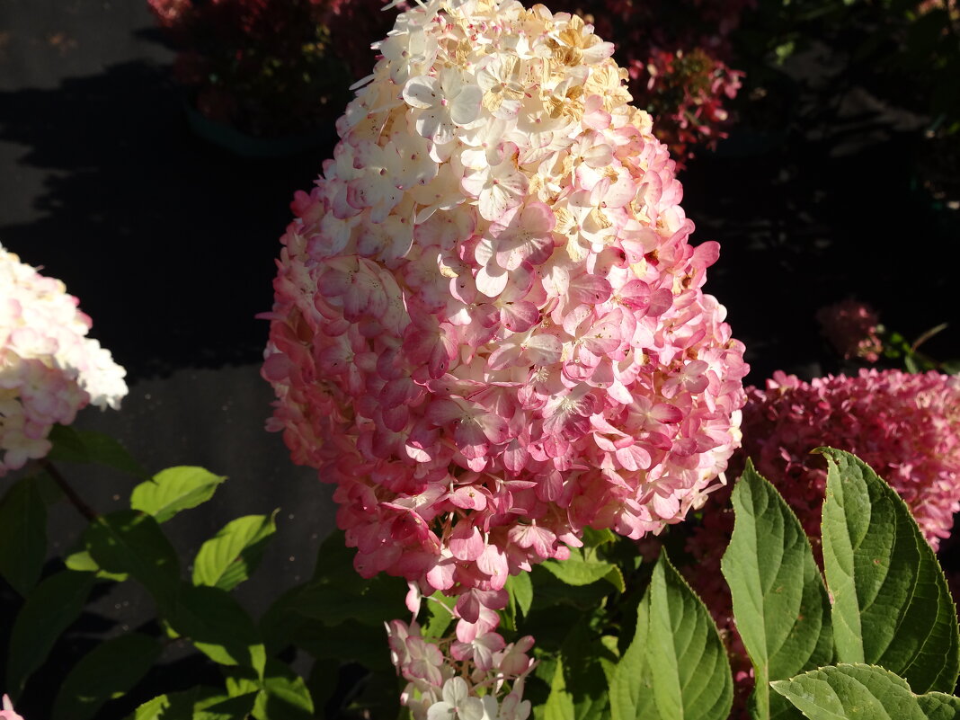 ГОРТЕНЗИЯ - СЕРГЕЙ ФИЛОЧКИН