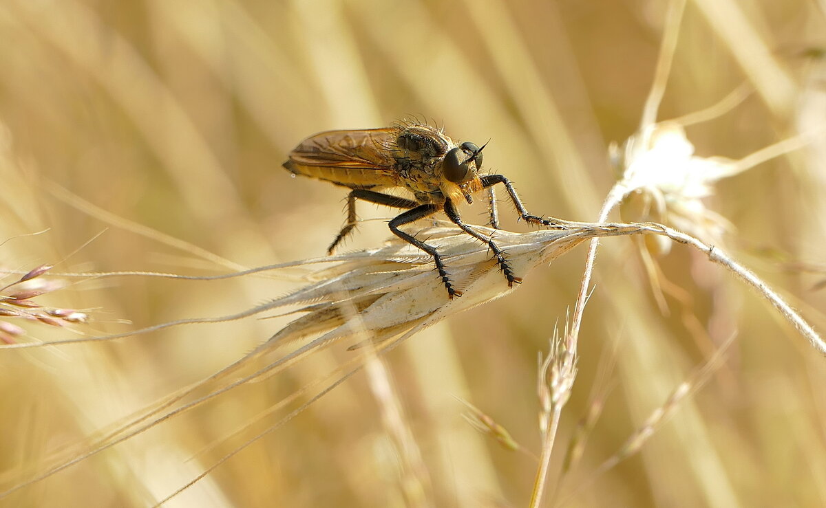 из жизни насекомых 4 - Александр Прокудин из жизни насекомых 4 - Александр Прокудин