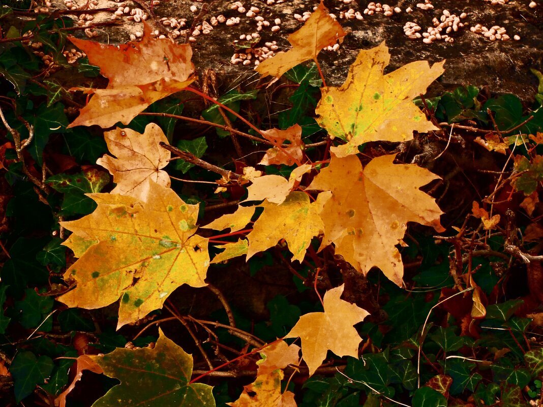 Осень 28 - Алексей Кузнецов