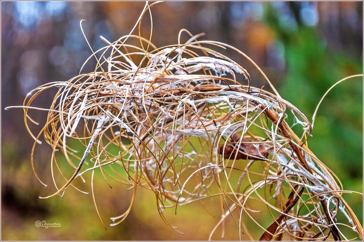 Завитушки октября... - Aquarius - Сергей