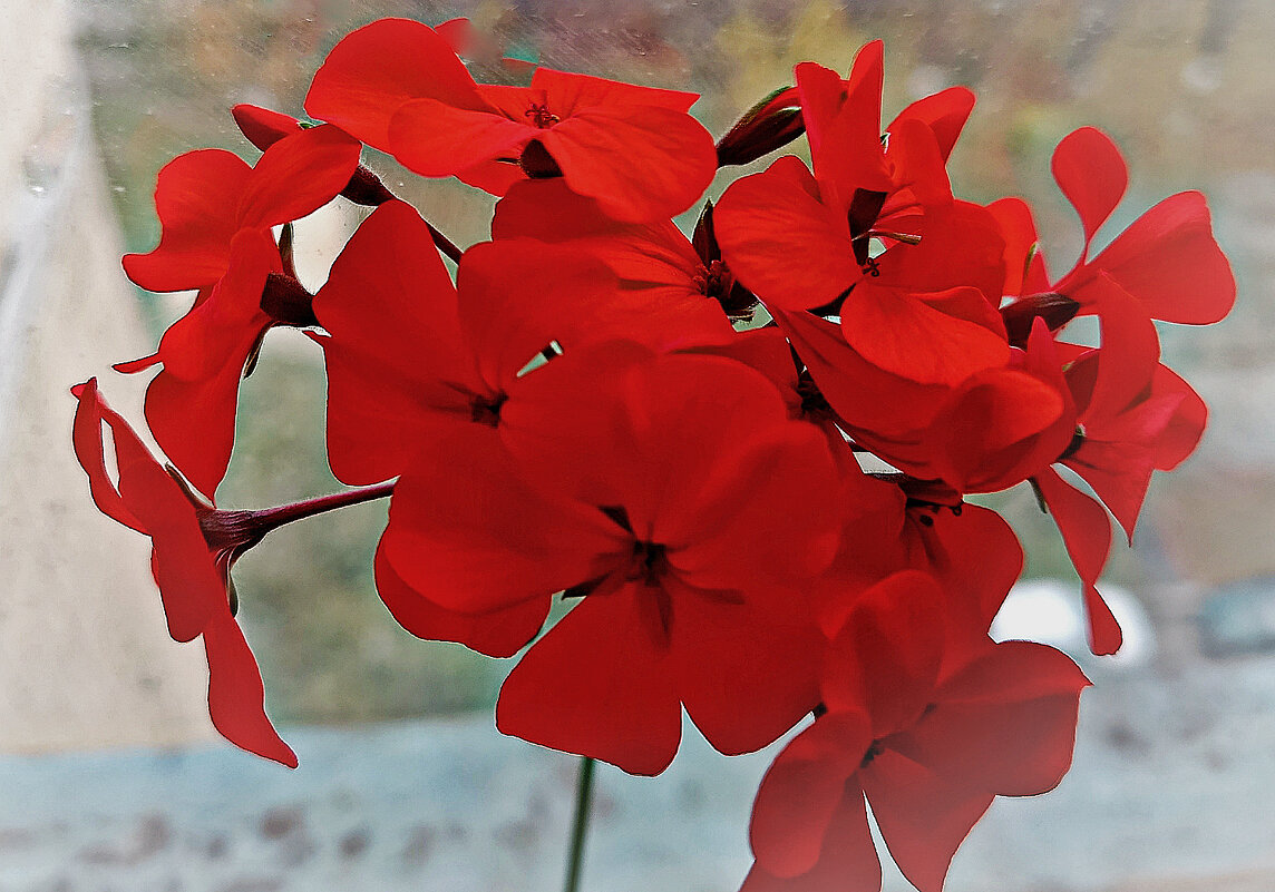 Цветёт герань! - Валентина  Нефёдова 