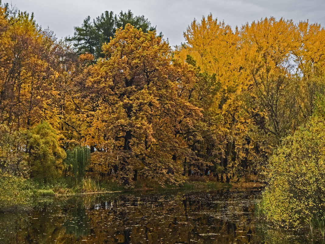 Золотая осень. - Сергей Фомичев Золотая осень. - Сергей Фомичев