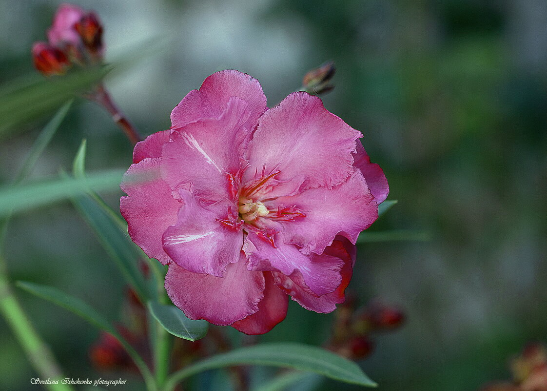 Олеандр - Светлана Ищенко