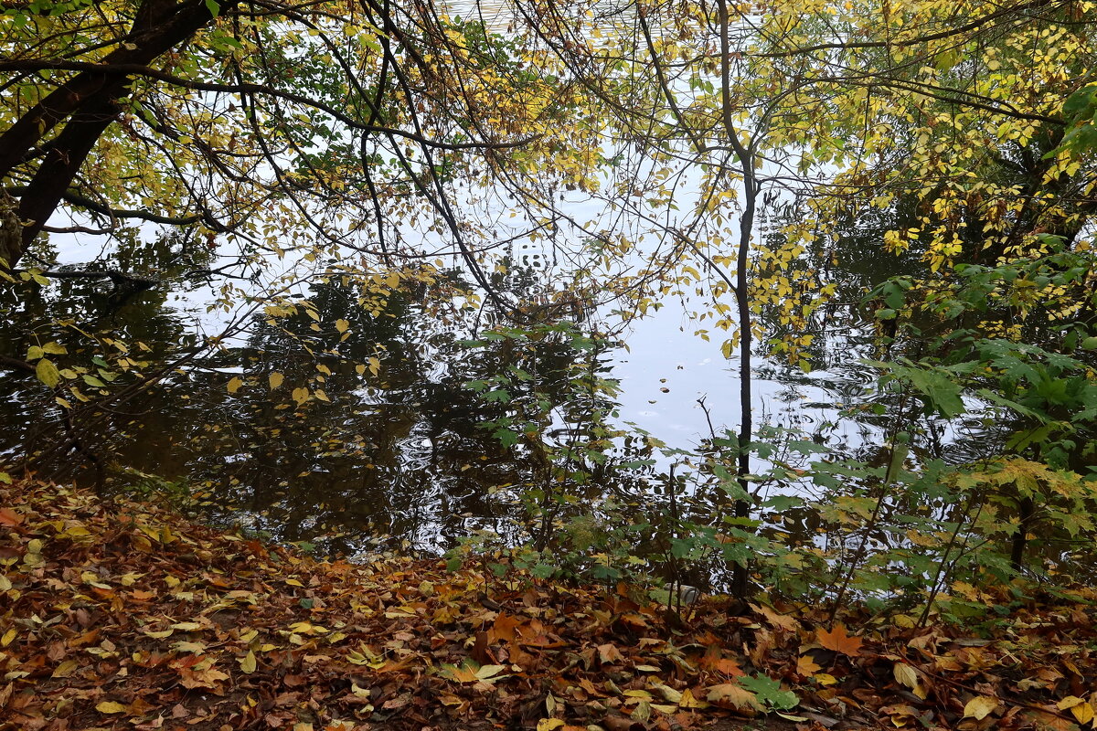 Осень, осень... - Дмитрий И_