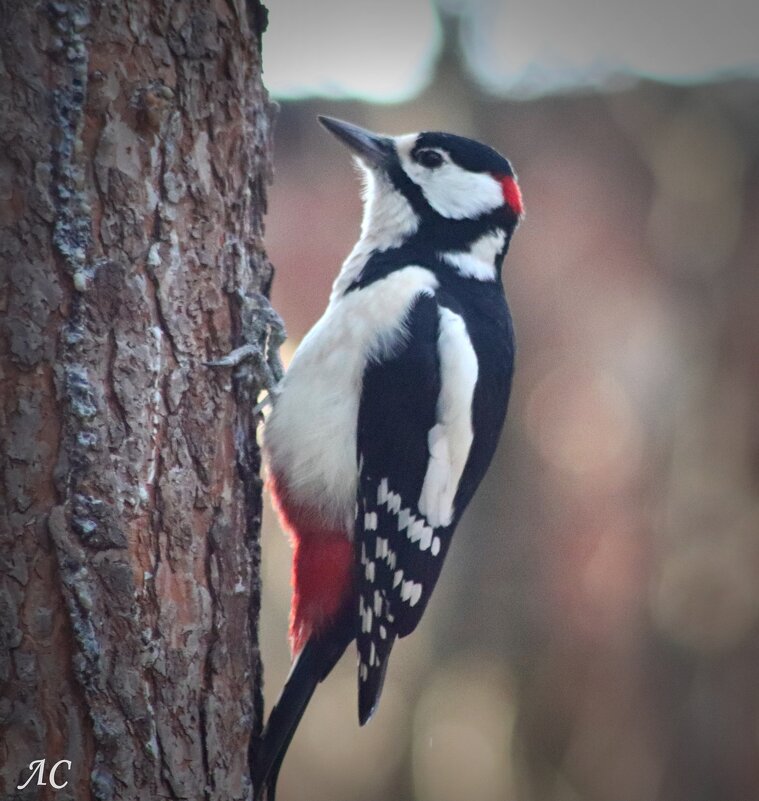 *** - Любовь Сахарова