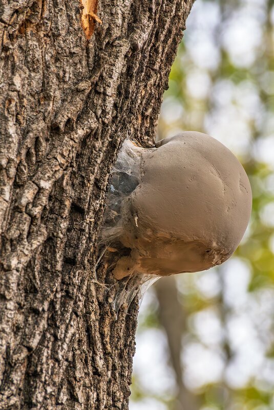 Гриб трутовик - Игорь Сикорский Гриб трутовик - Игорь Сикорский