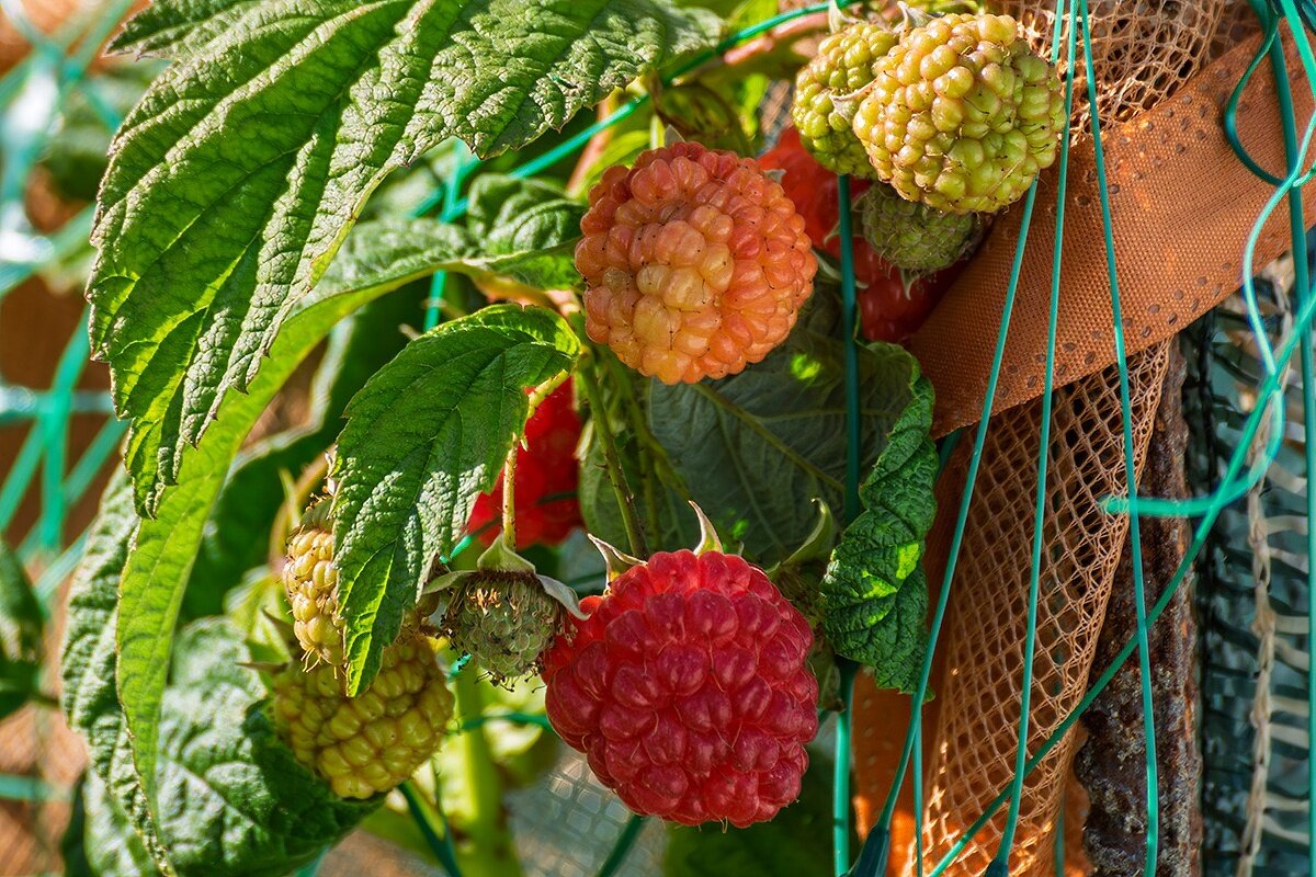 17 октября 2025 Малина в моем огороде - Игорь Сикорский 17 октября 2025 Малина в моем огороде - Игорь Сикорский