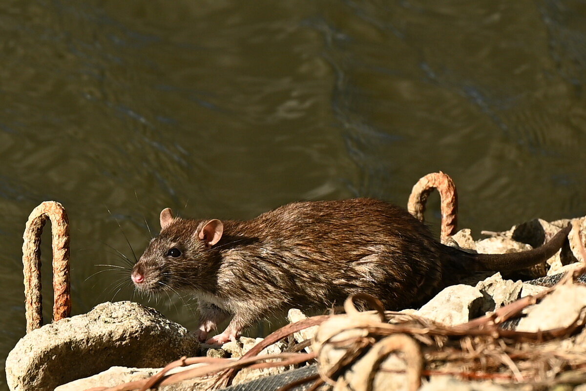 У городского озера... - Николай Саржанов