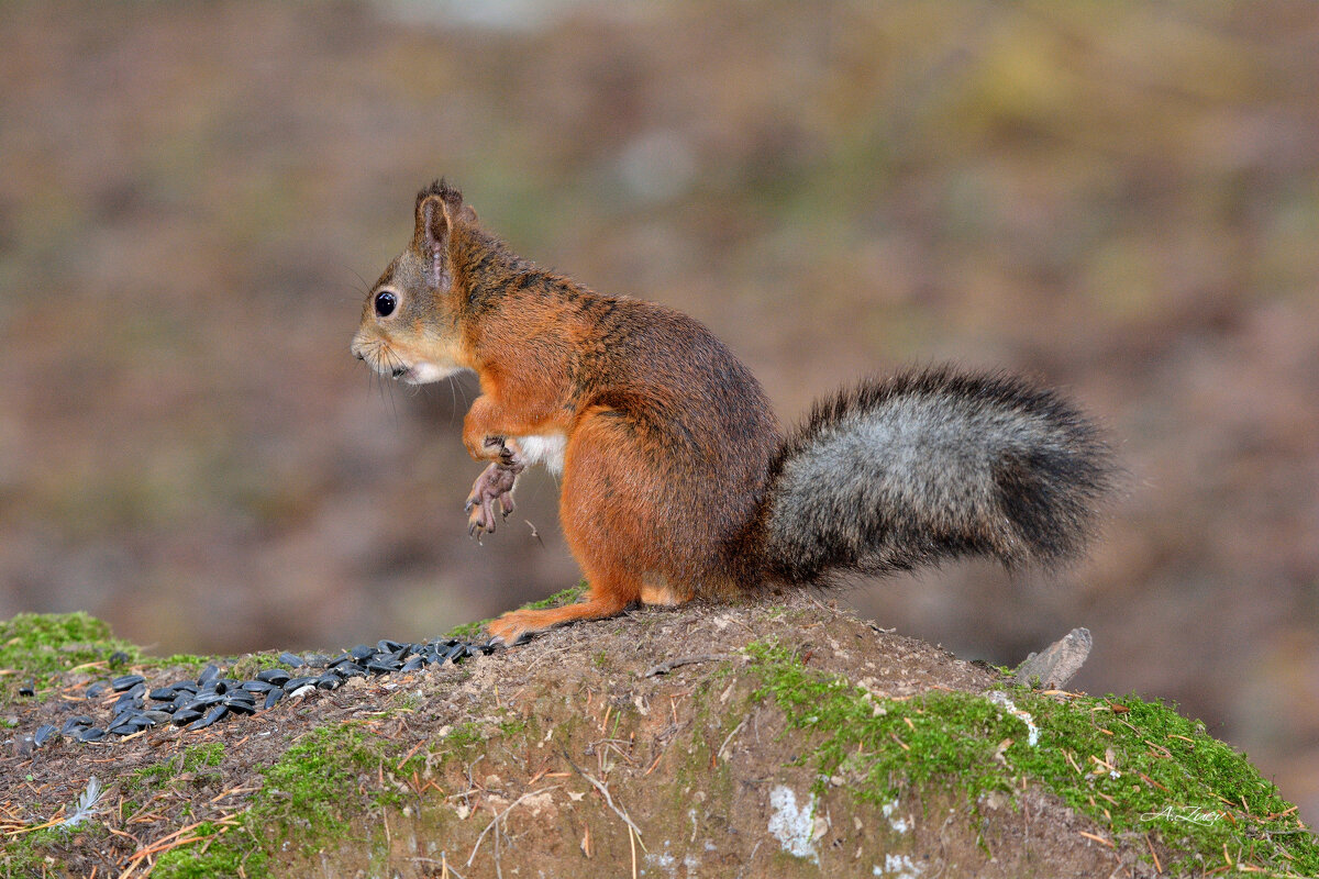 *** - Александр Зуев