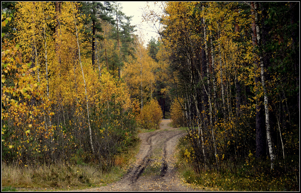 По лесной дороге - Aleksandr Gal