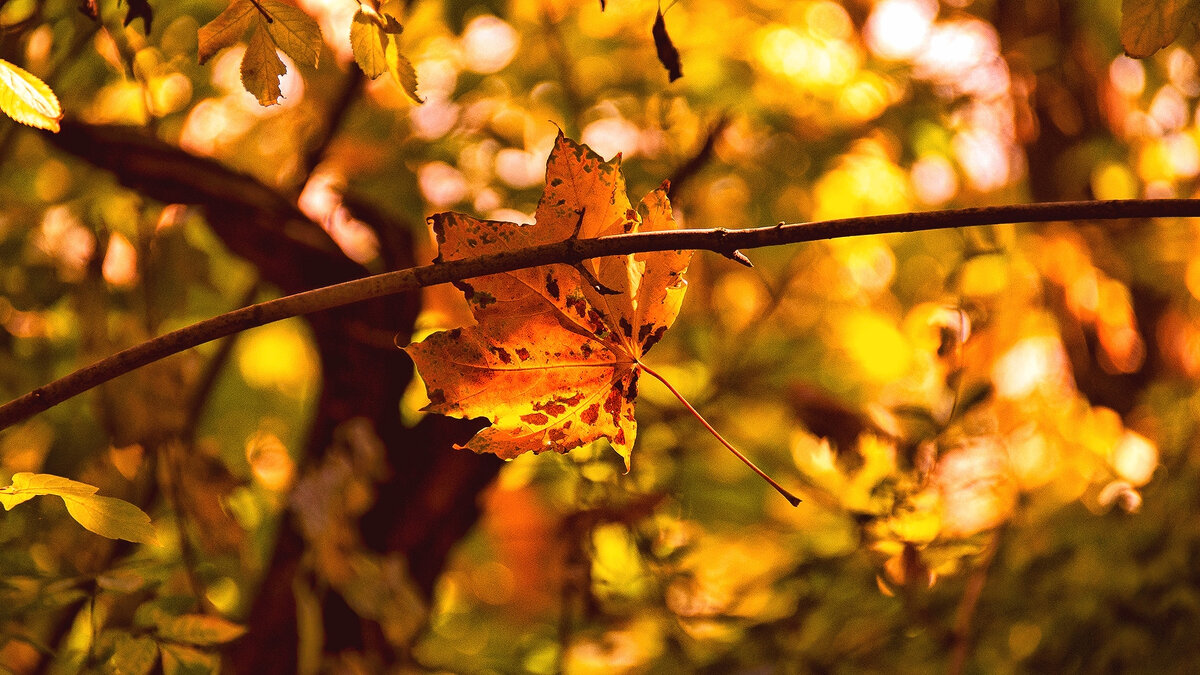 Прощание с золотой осенью - Alexandеr P