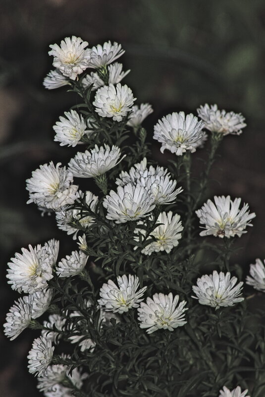 астра сентябринка белая - Giant Tao /