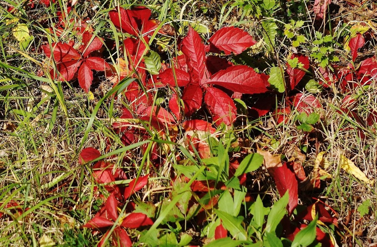 Осенний ковер - Рита Симонова