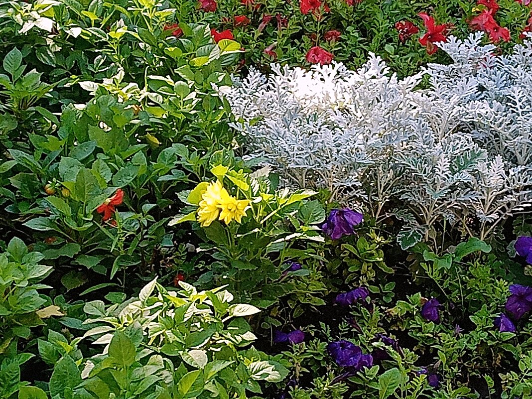 Цветы. - Владимир Драгунский