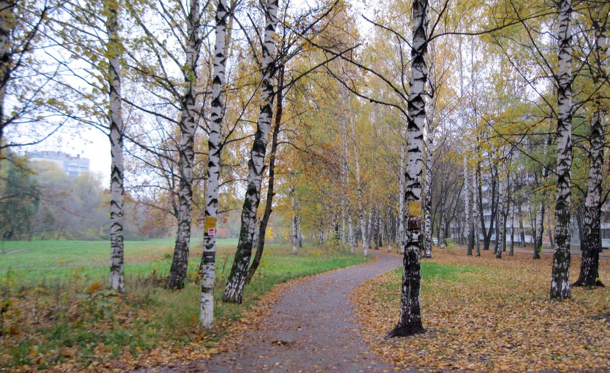 Отговорила роща золотая берёзовым осенним языком - Galina Solovova